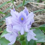 Photo of a purple hyacinth flower.