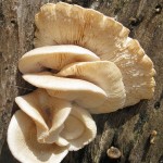 Photo of tree fungus by Claude Morris.