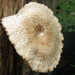 Photo of a tree fungus by Claude Morris.