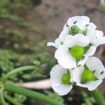 A small cluster of white flowers with bright green centers.