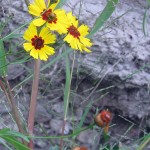 Three yellow blanket flowers growing from a muddy bank.