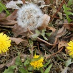 A clump of dandelions, three yellow and one white.