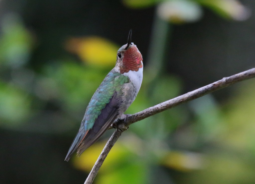 Rare bird. Broad tailed Hummingbird. Rare Bird rare Bird. CD rare Bird: rare Bird. Слушать rare Bird.