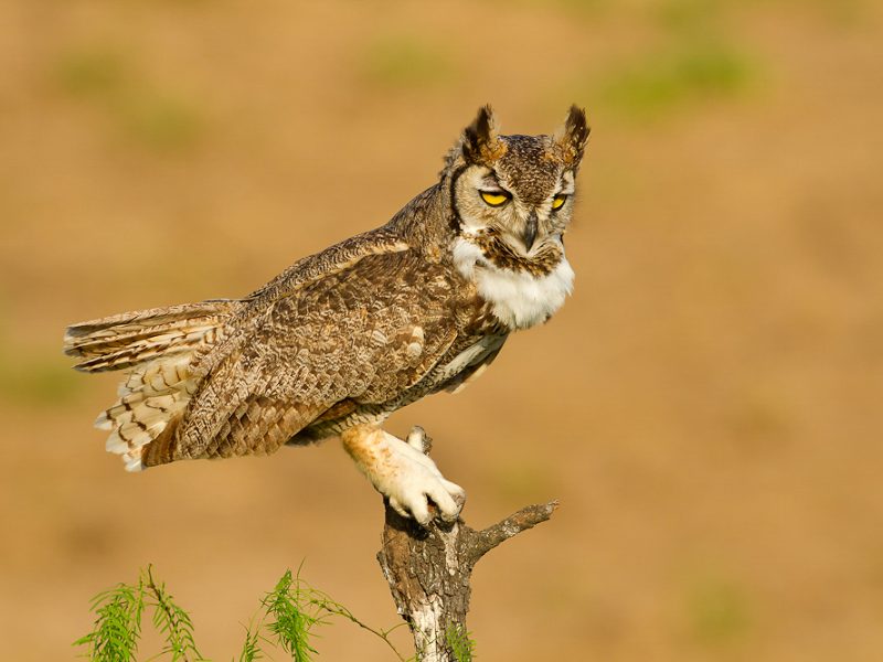 Great Horned Owl, Rajan Desai