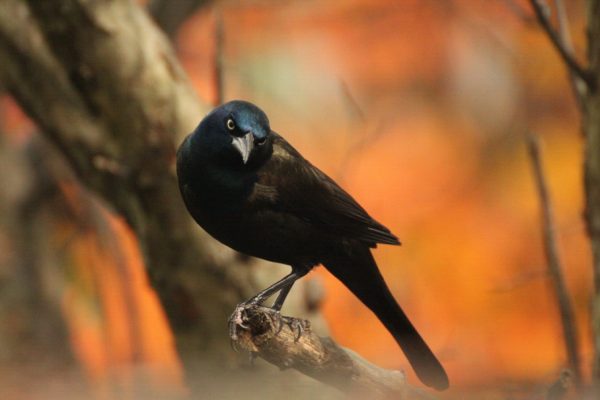 Common Grackle, Madeline Poster