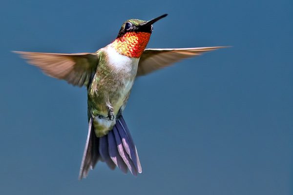 Ruby-throated Hummingbird, Brian Kushner