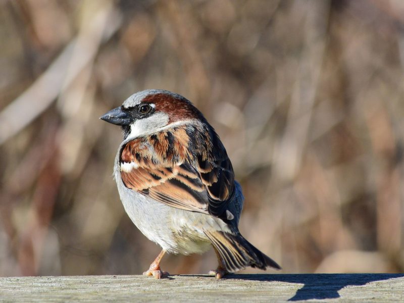 House Sparrow, Tracey Lowrey
