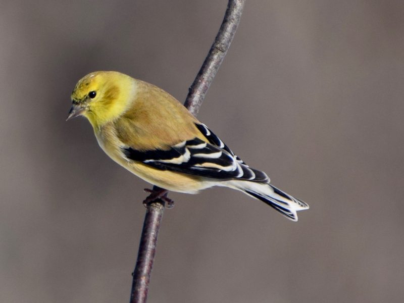 American Goldfinch, Nina Hakanson
