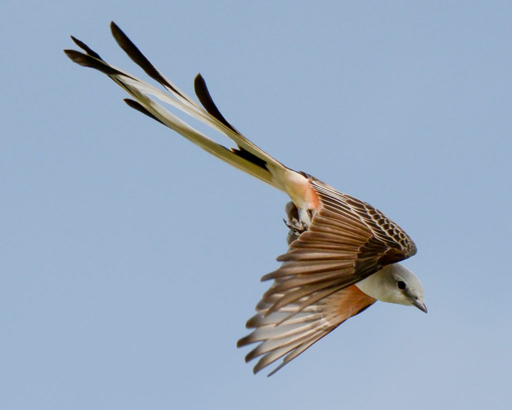Bird of the Week Scissortailed Flycatcher Travis Audubon