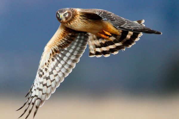 Image: Northern Harrier by Steven Sachs