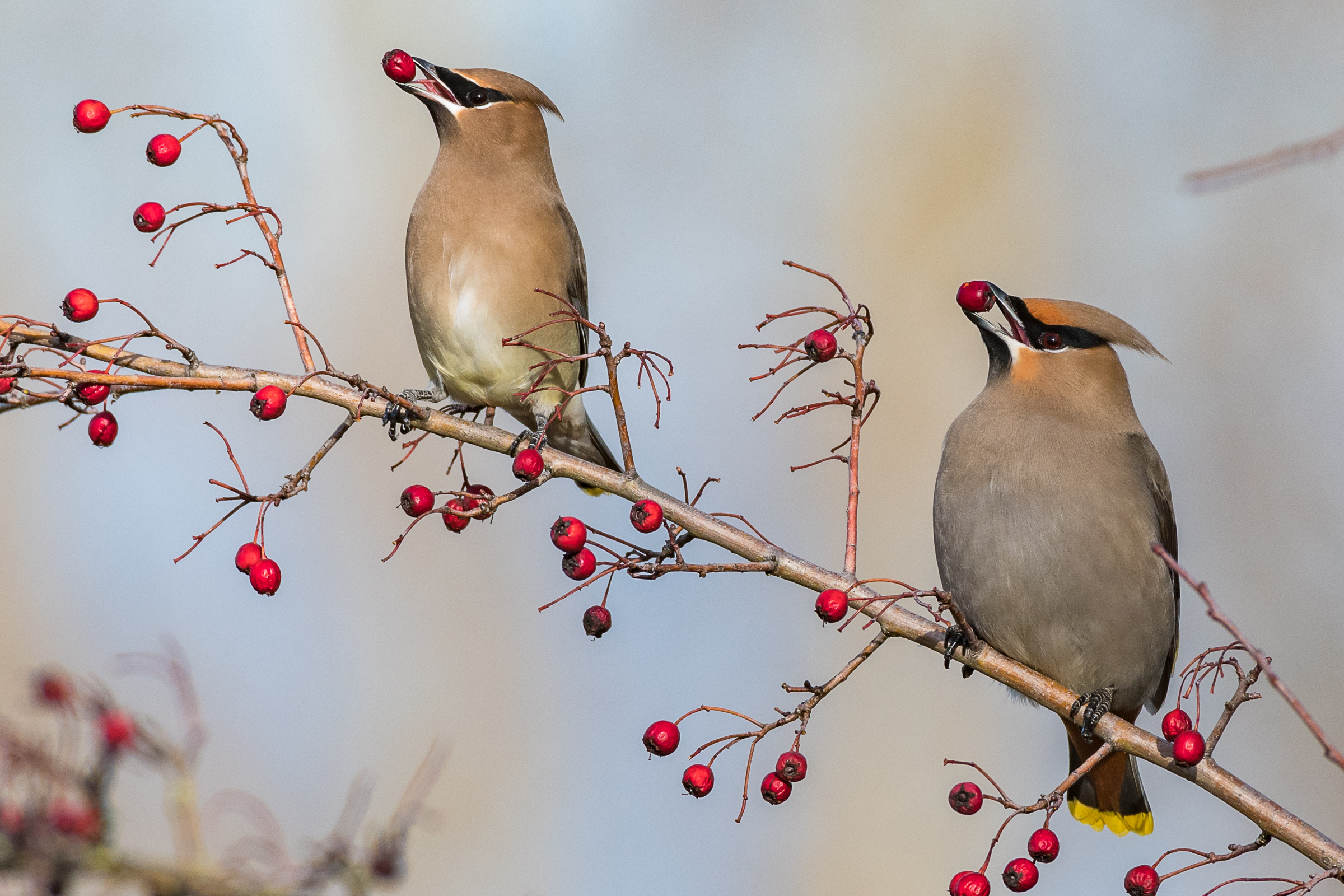 cedar wax wings texas