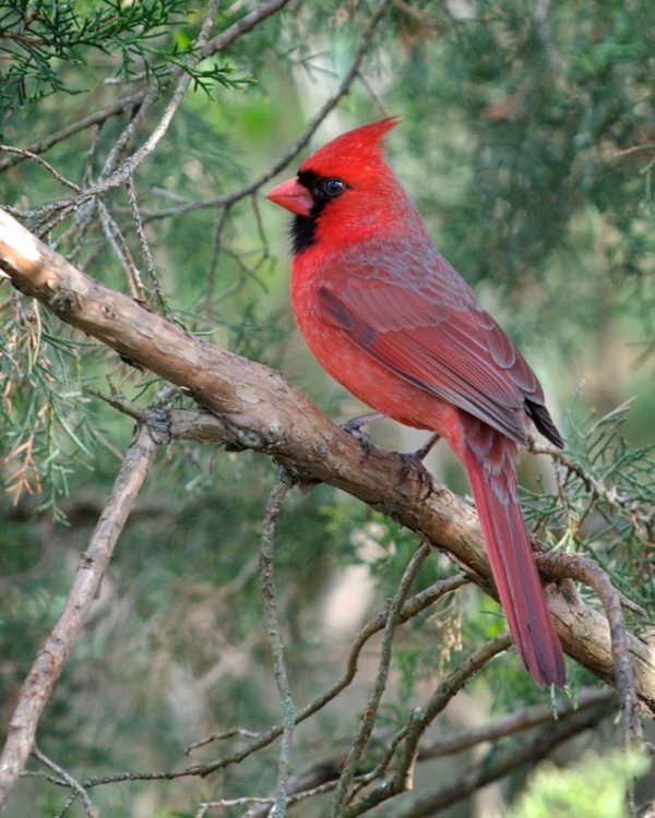Where does the Northern Cardinal get its stunning red