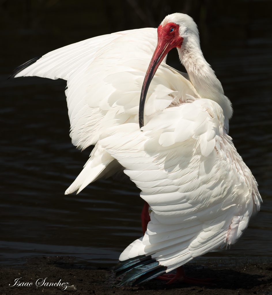 Greg Lasley 2023 Photography Contest Winners Revealed - Travis Audubon