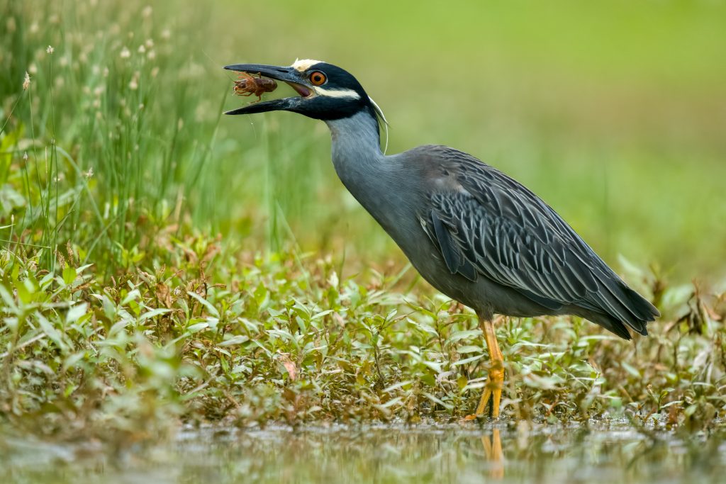 2023 Greg Lasley Photography Contest - Travis Audubon