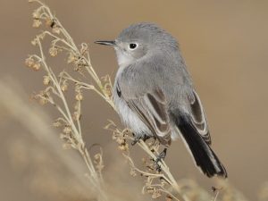 Corkscrew SIGHTINGS: Blue-gray gnatcatcher is a dainty but fierce little  bird - Spotlight News Magazine