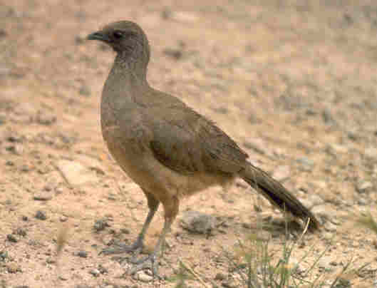 Bird of the Week Plain Chachalaca Travis Audubon