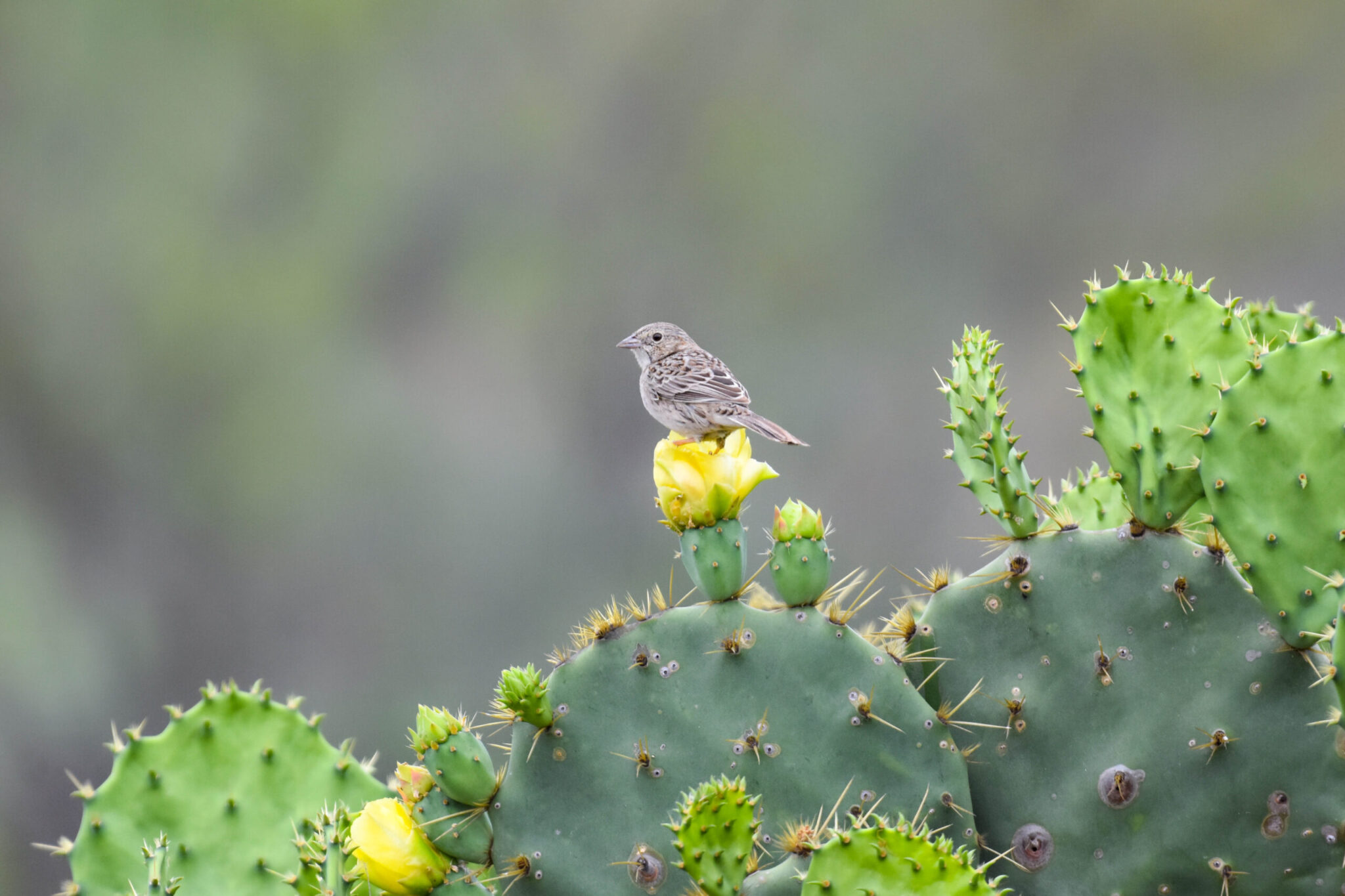 2024 Greg Lasley Photography Contest Travis Audubon