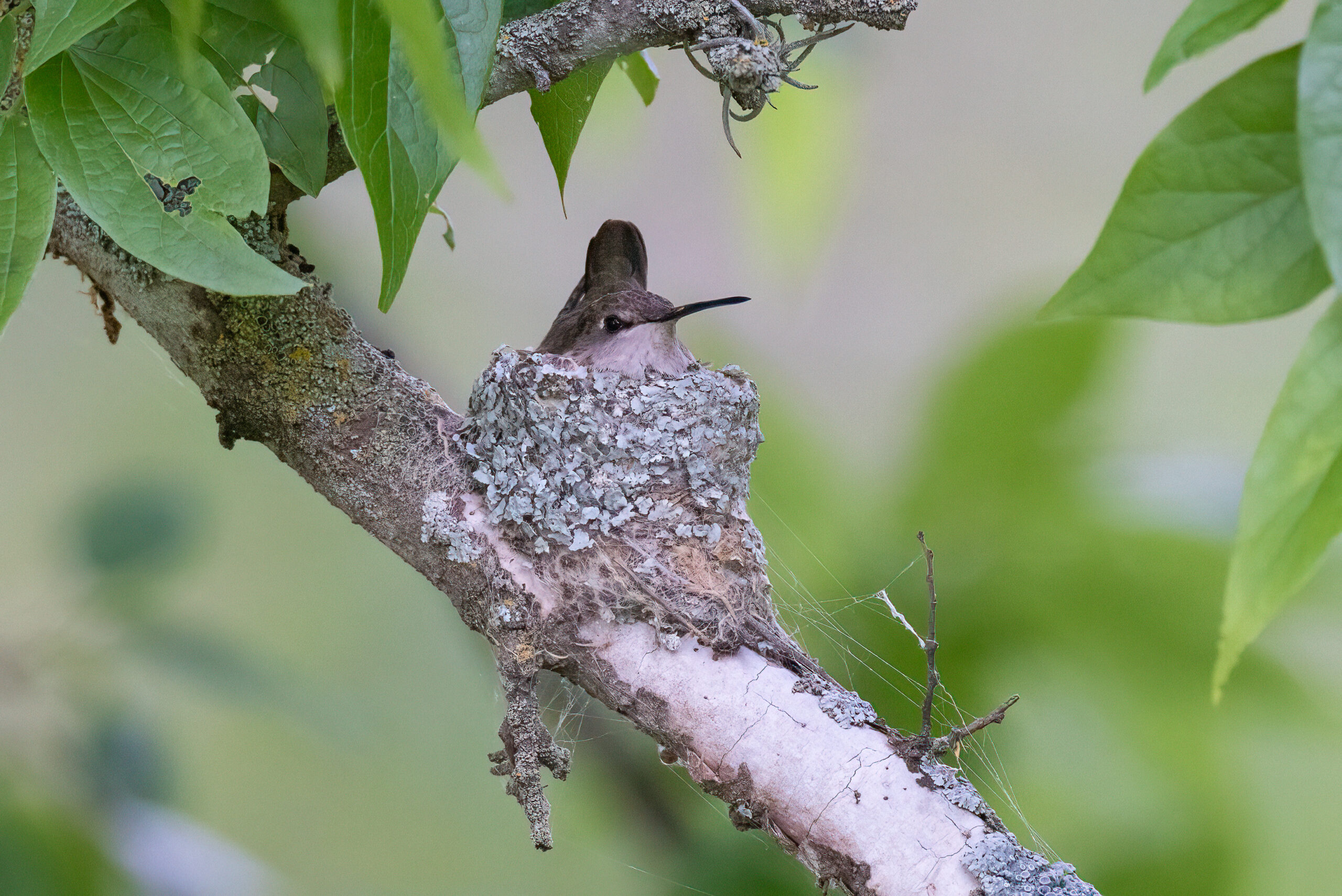 Greg Lasley 2024 Photography Contest Winners Revealed Travis Audubon